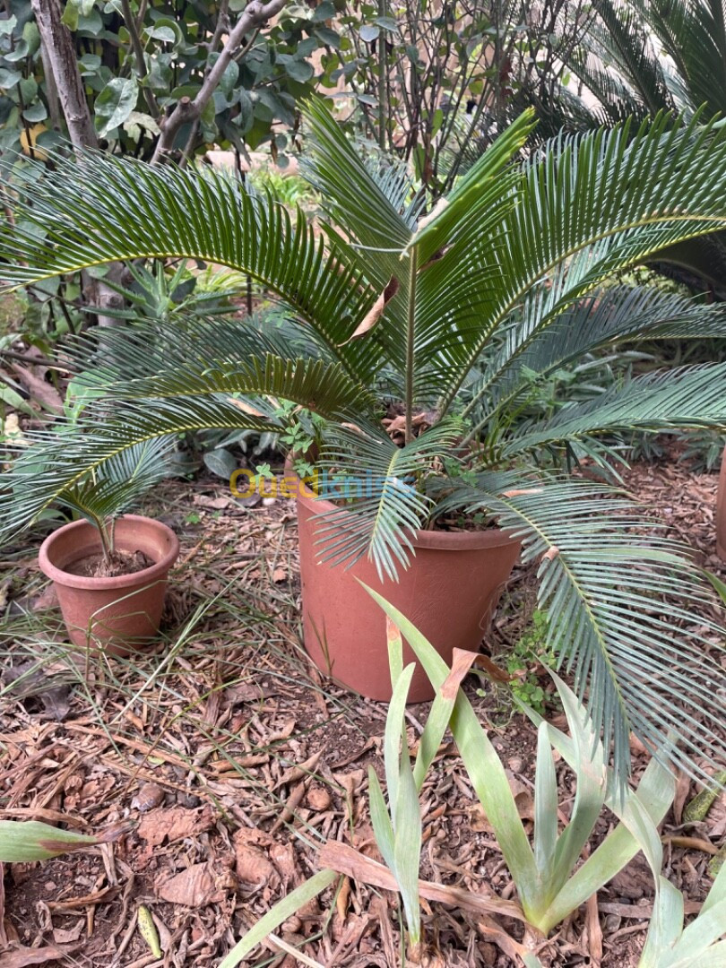 Palmier cycas  et tres chic 