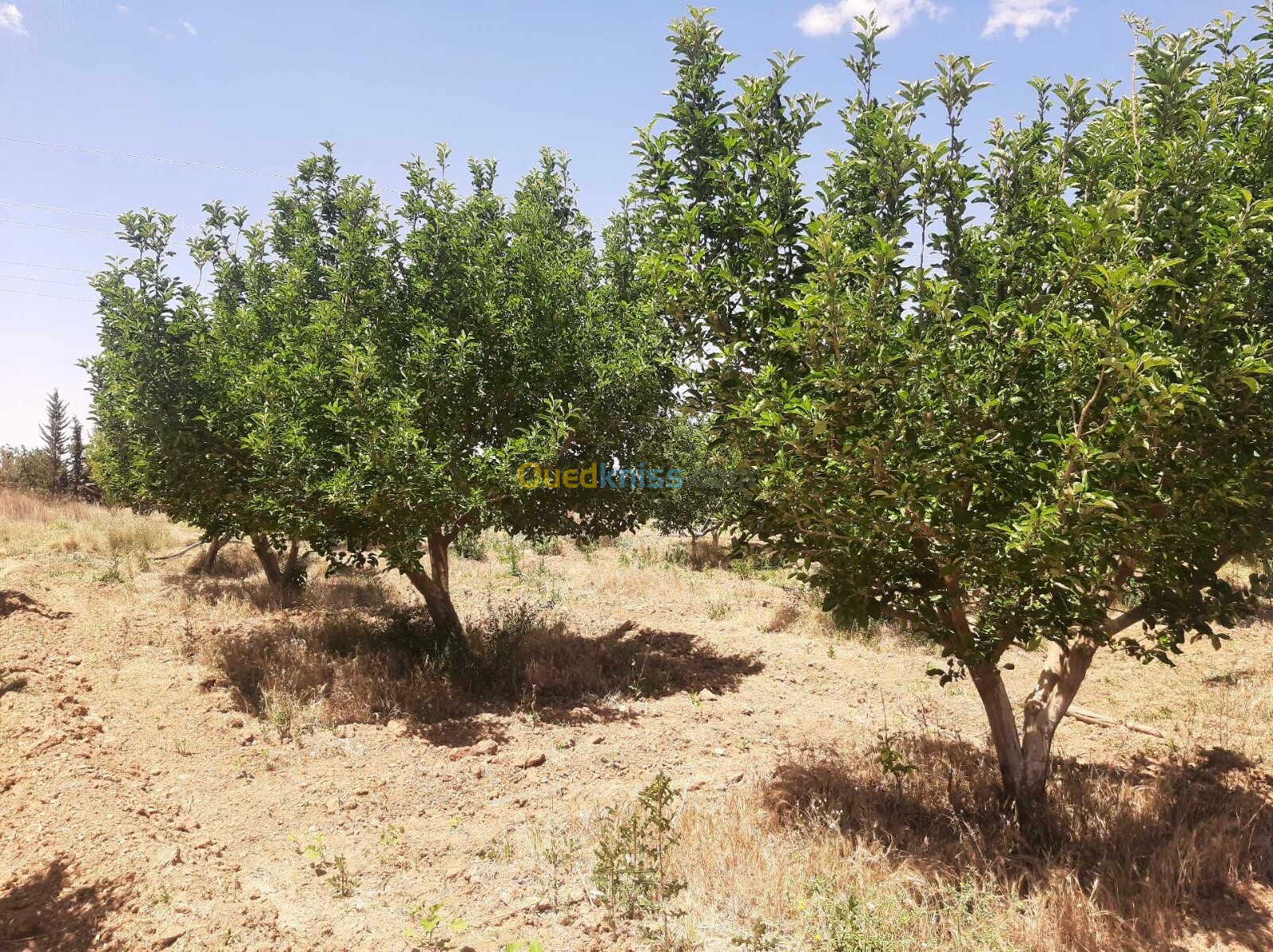 Vente Terrain Saïda Sidi ahmed