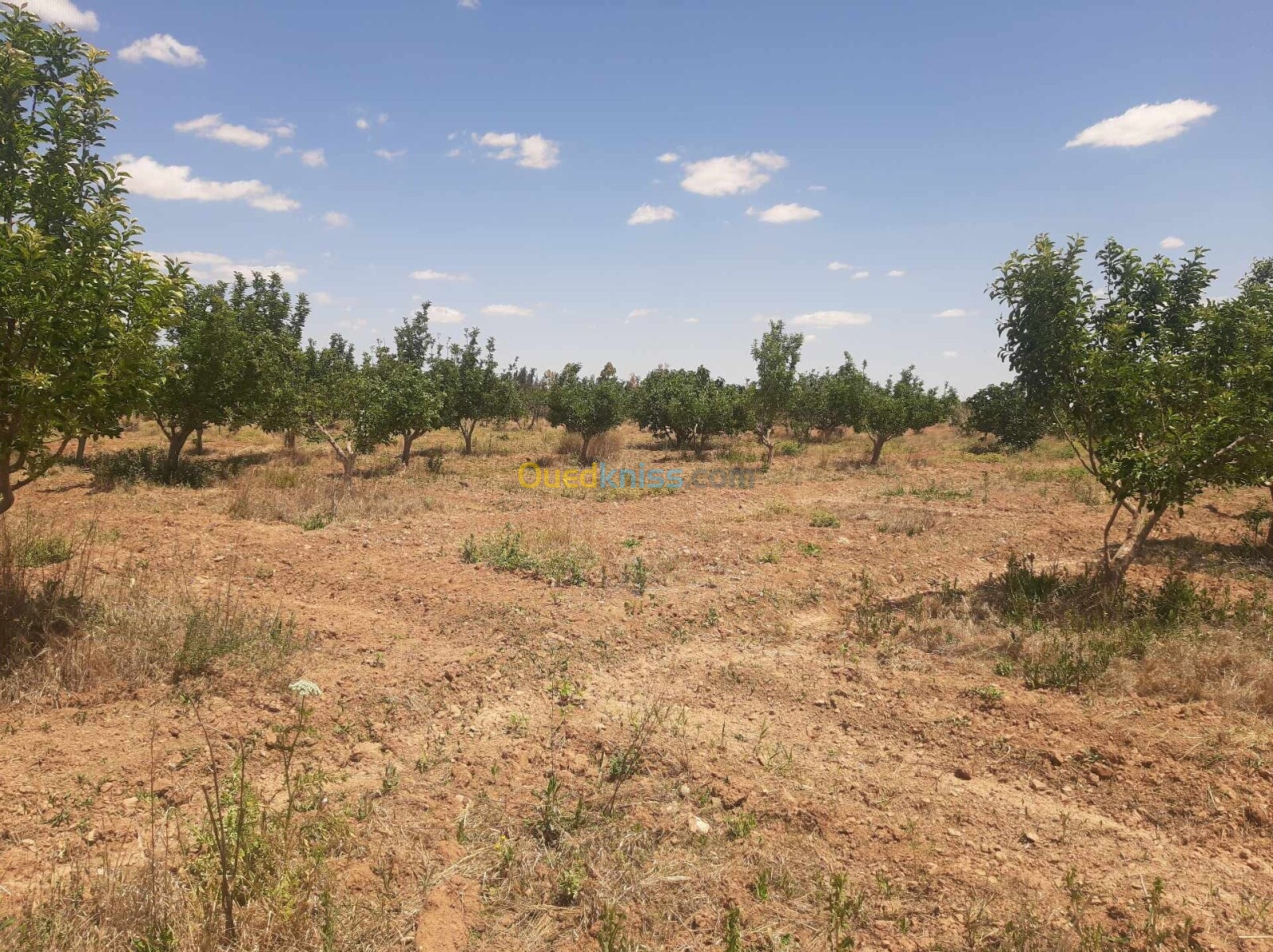 Vente Terrain Saïda Sidi ahmed