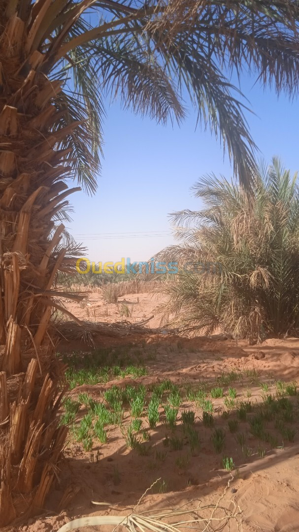 Vente Terrain Adrar Timimoun