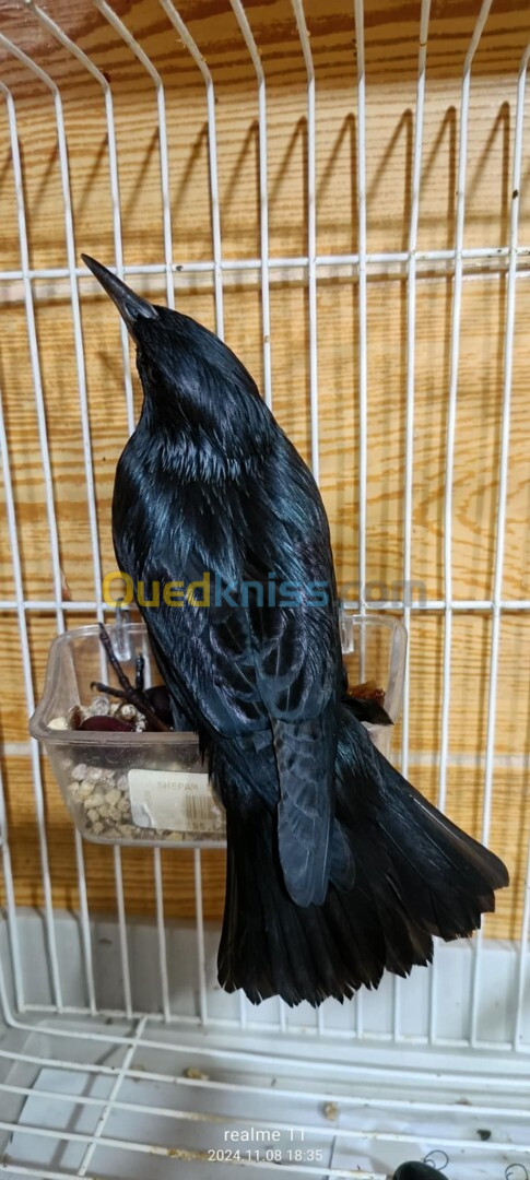 Black starling bird 