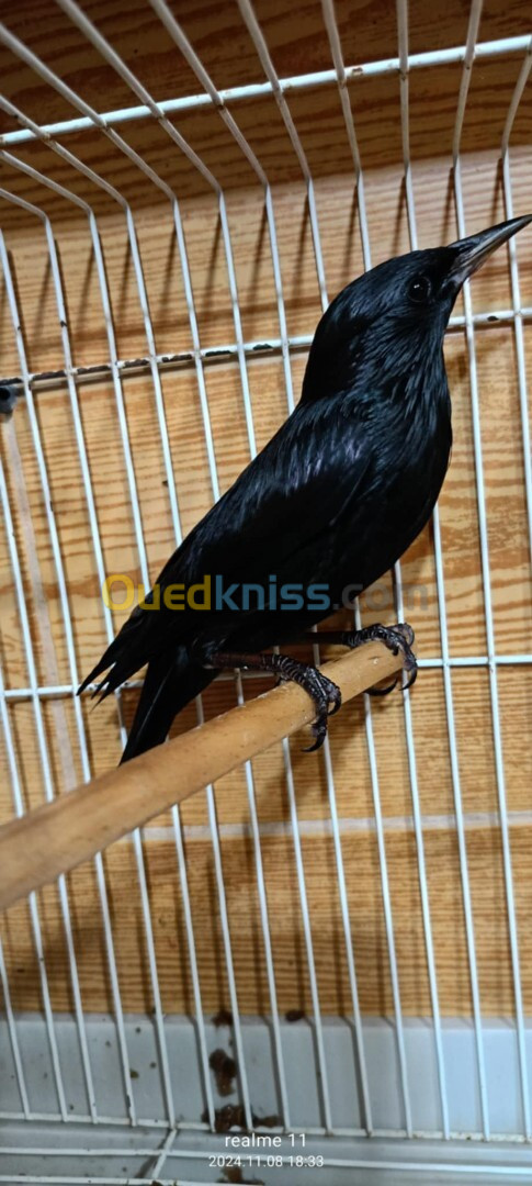 Black starling bird 