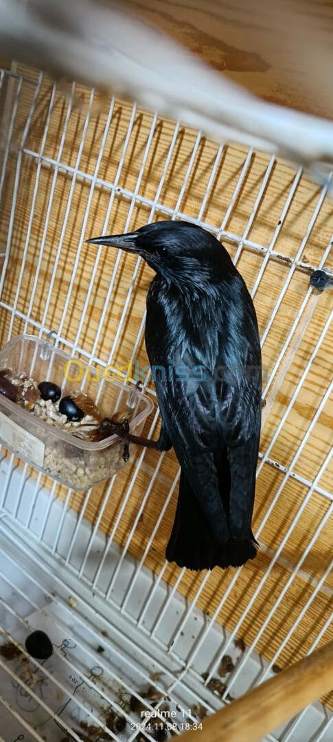 Black starling bird 