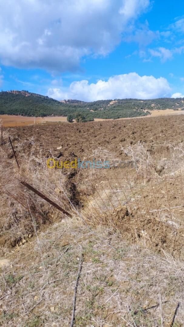 Vente Terrain Boumerdès Chabet el ameur