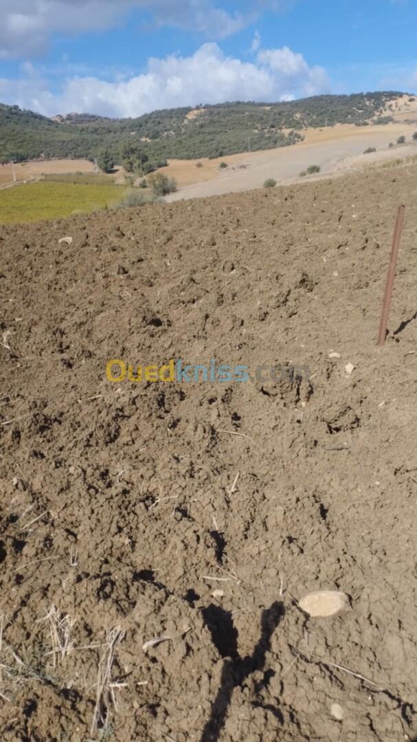 Vente Terrain Boumerdès Chabet el ameur