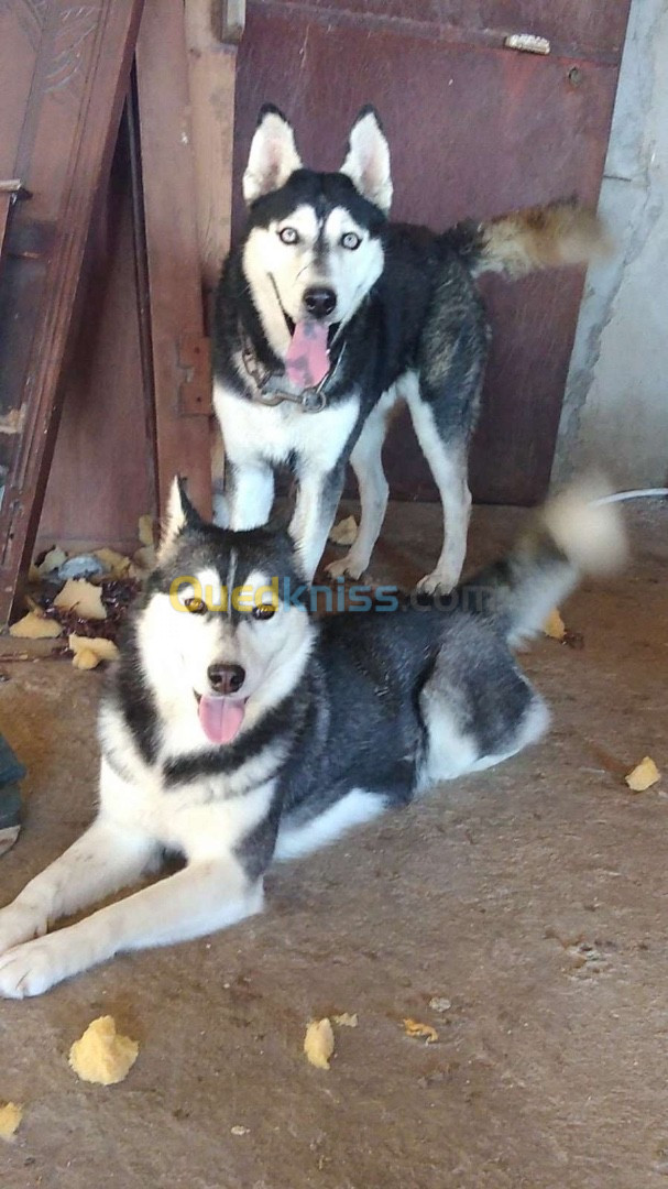 2 chiens coupleHusky sibérien Mal age 3ans femelle18mois