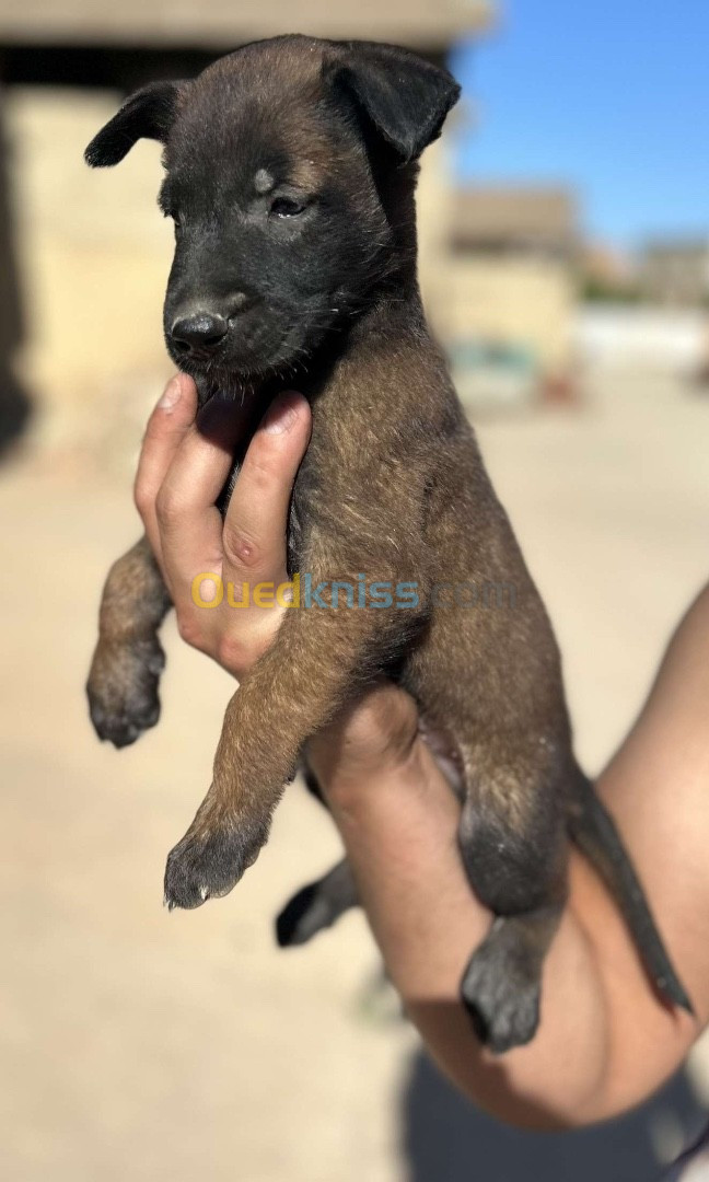 chiot malinois pure sang 