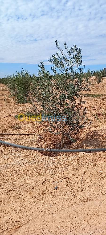 Vente Terrain Agricole Biskra El ghrous