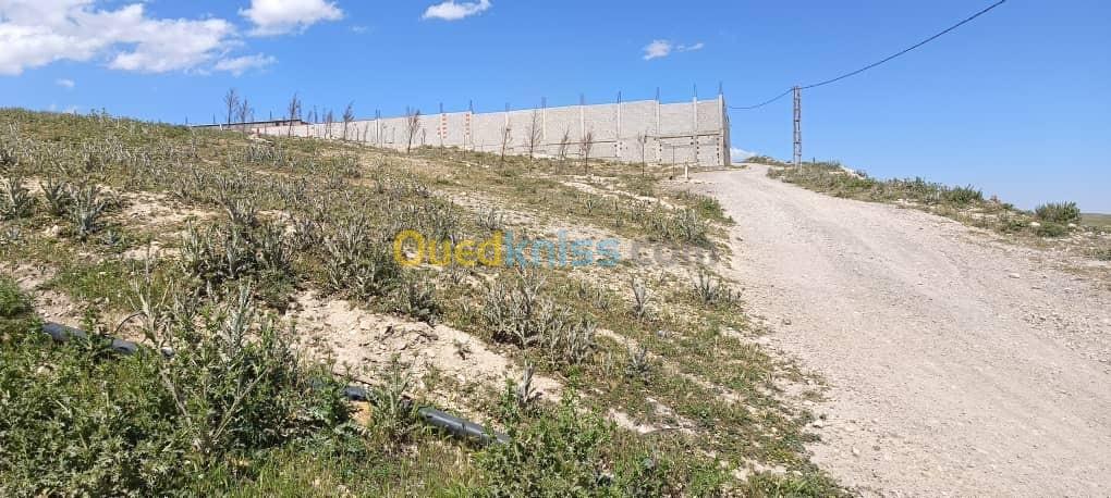 Vente Terrain Sétif Beni fouda