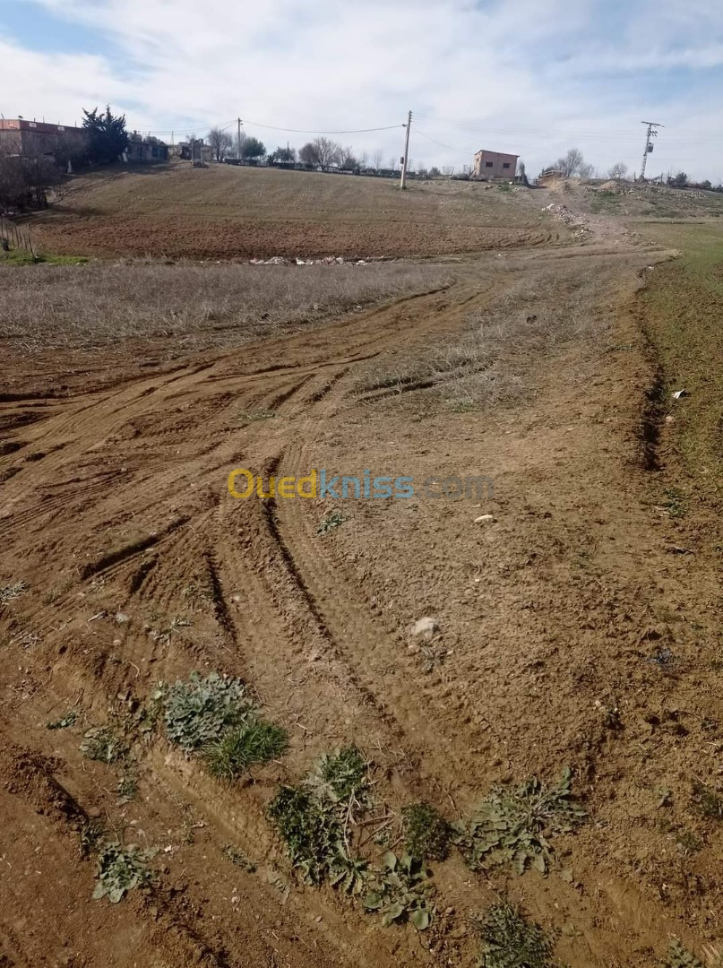 Vente Terrain Agricole Médéa Berrouaghia