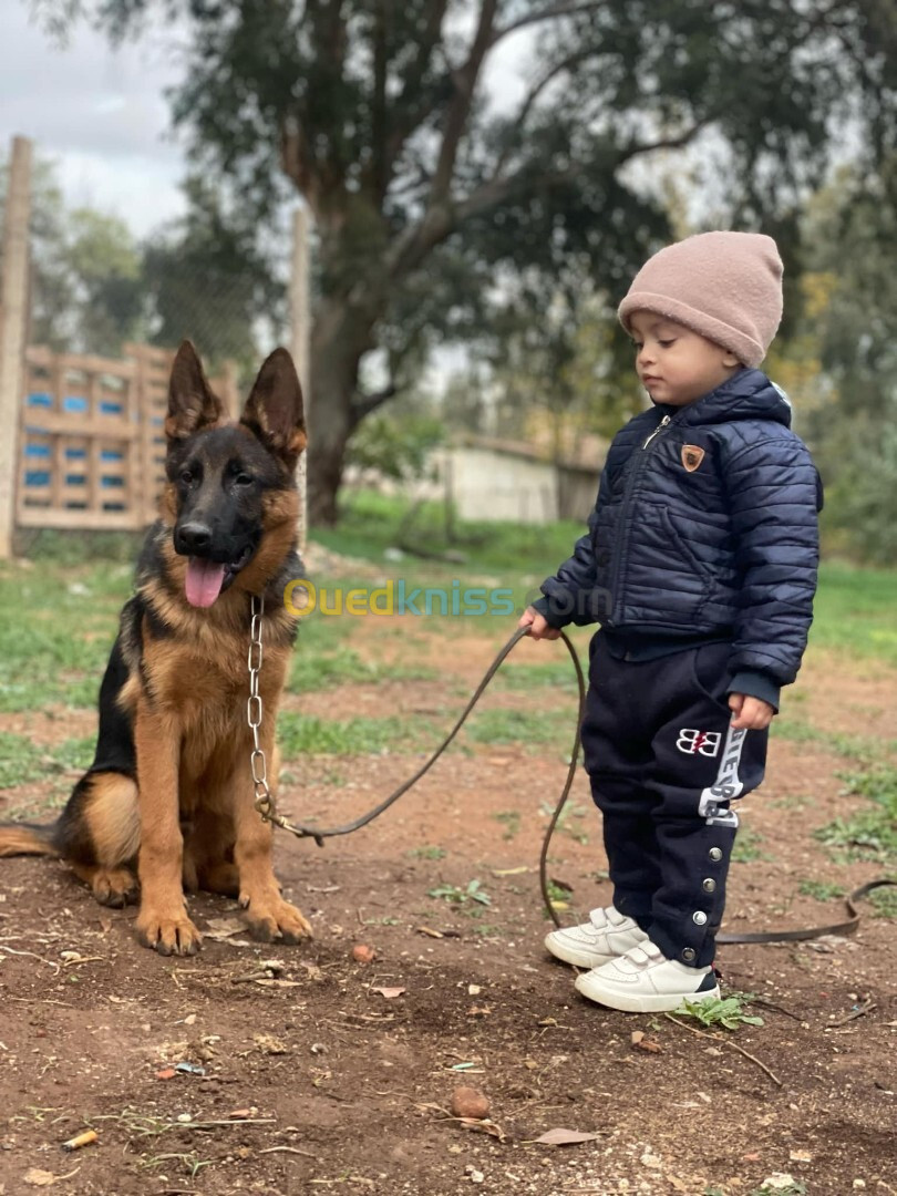 Mâle Berger Allemand   5 Mois Pedigré 