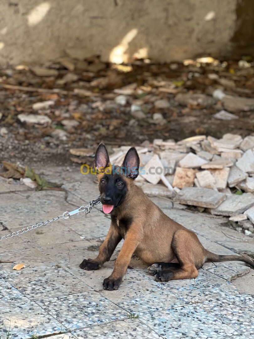 Malinois charbonnier mask noire 