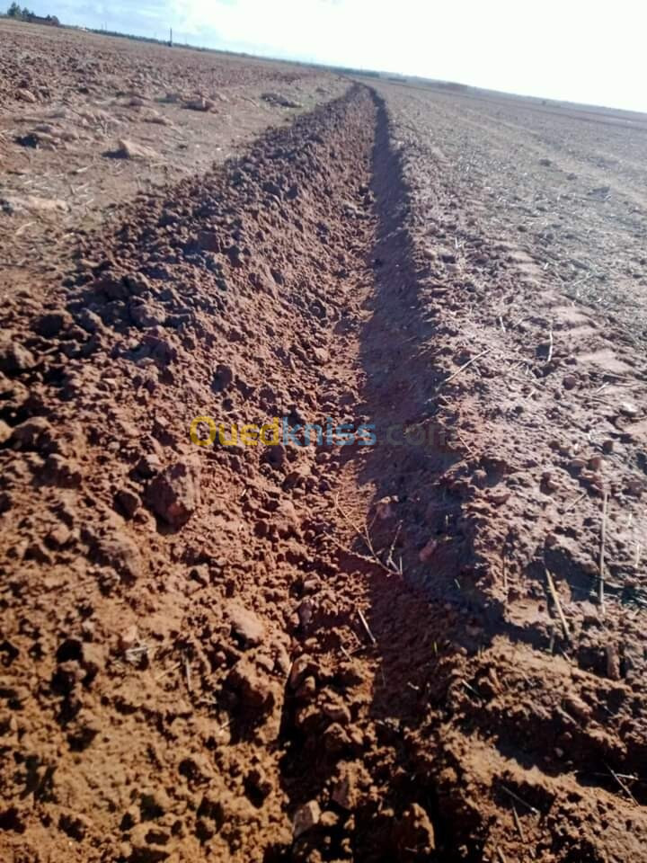 Vente Terrain Agricole Tiaret Ain zarit