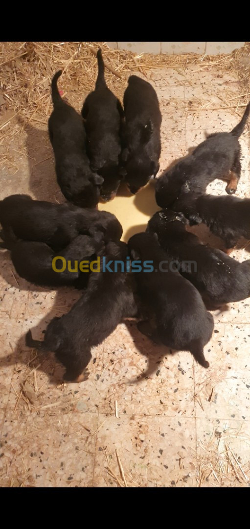 les chiots rottweiler