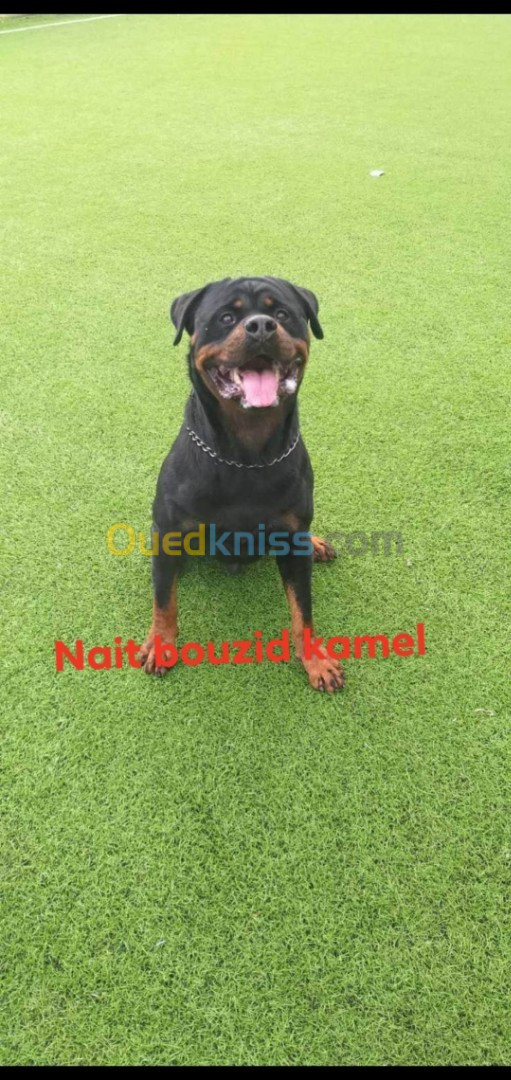 les chiots rottweiler