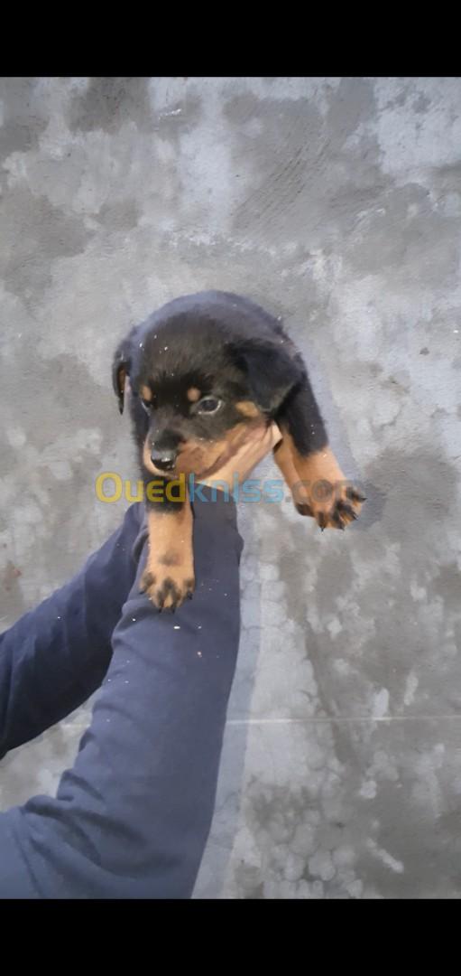 les chiots rottweiler