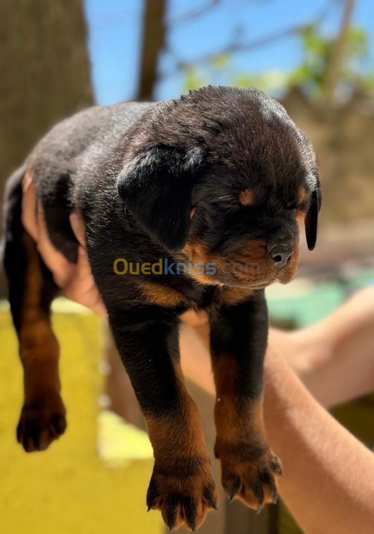 Chiot rottweiler top du top