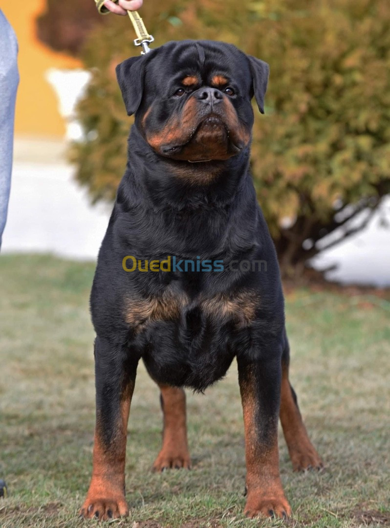 Chiot rottweiler Serbie 100% timit-tor 100%