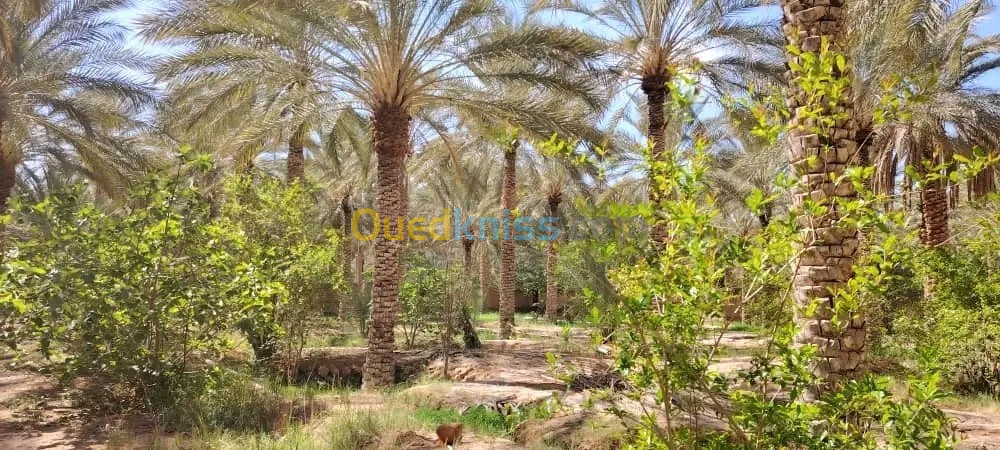 Vente Terrain Agricole Biskra Tolga