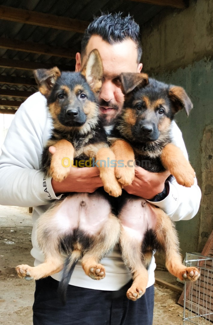 Chiot pédigrée ligné de champion 