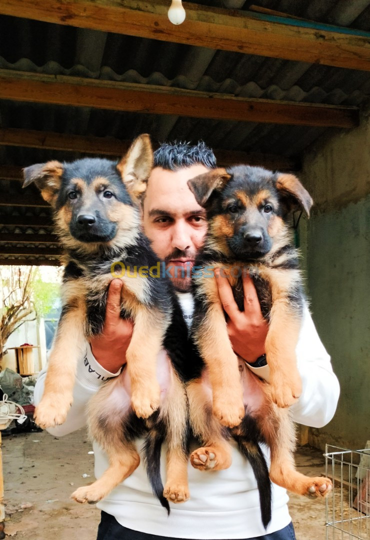 Chiot pédigrée ligné de champion 