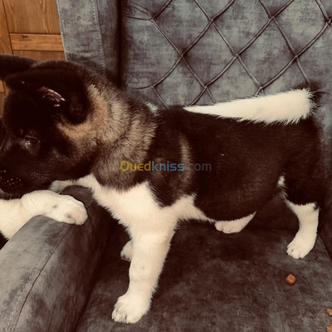 Akita American 