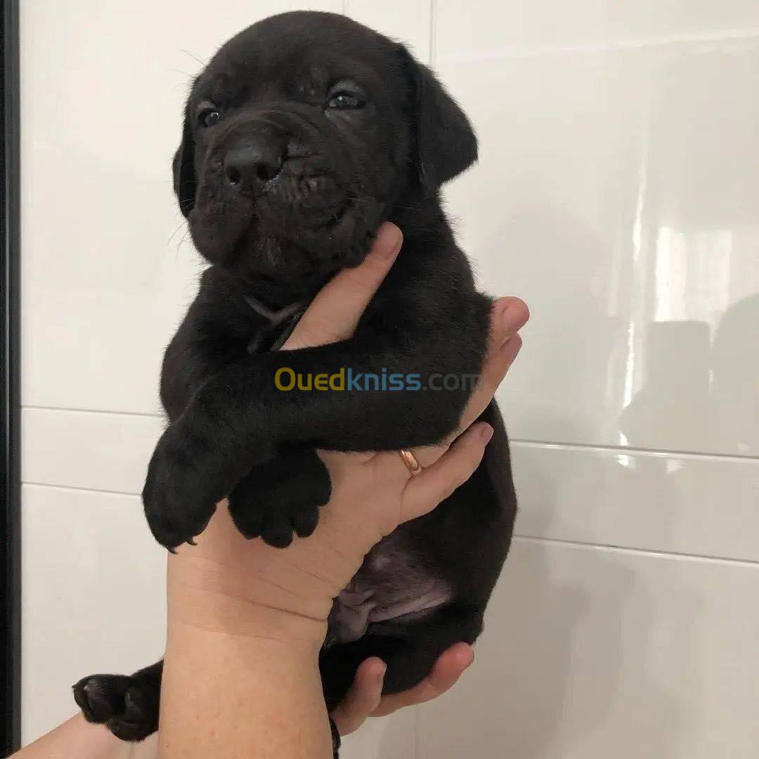 Cane corso chiot 