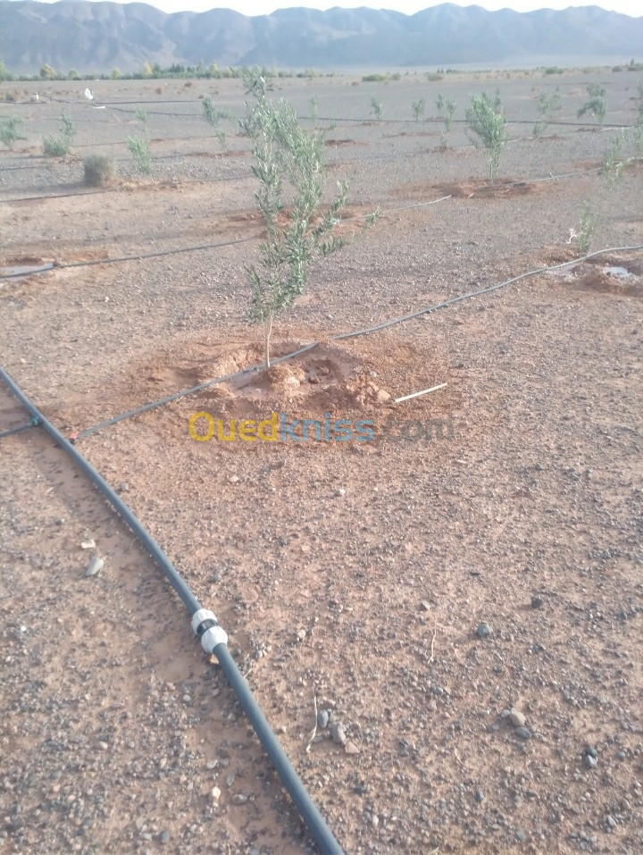 Vente Terrain Agricole Bechar Bechar