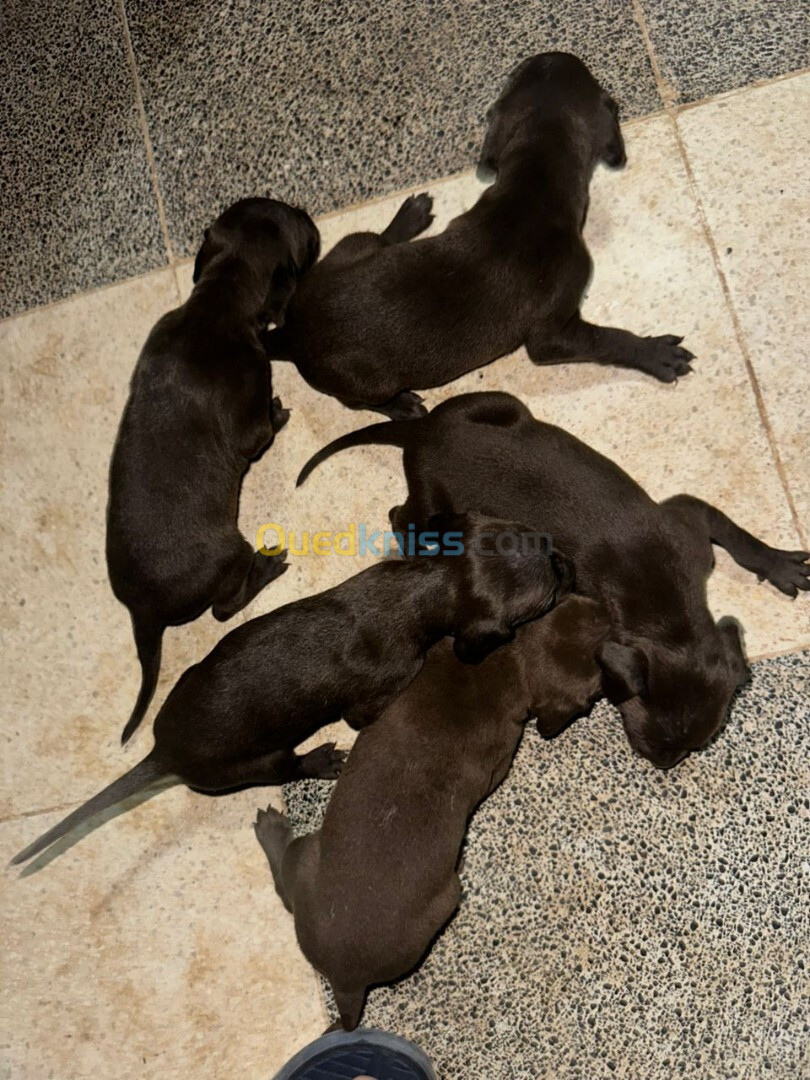 Chiens de chasse Braques allemands pure race 