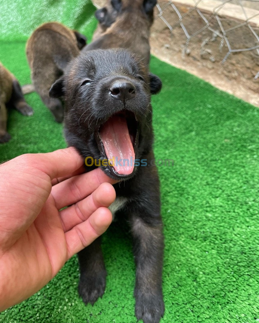 Chiots berger belge malinois 