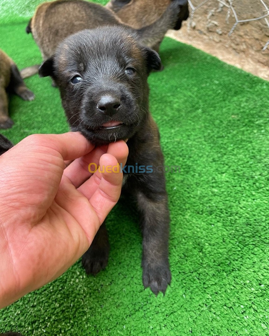 Chiots berger belge malinois 