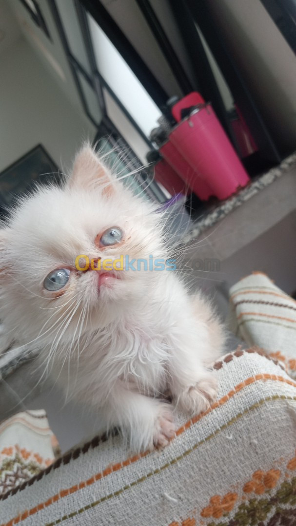 Chat persan himalayens red point 