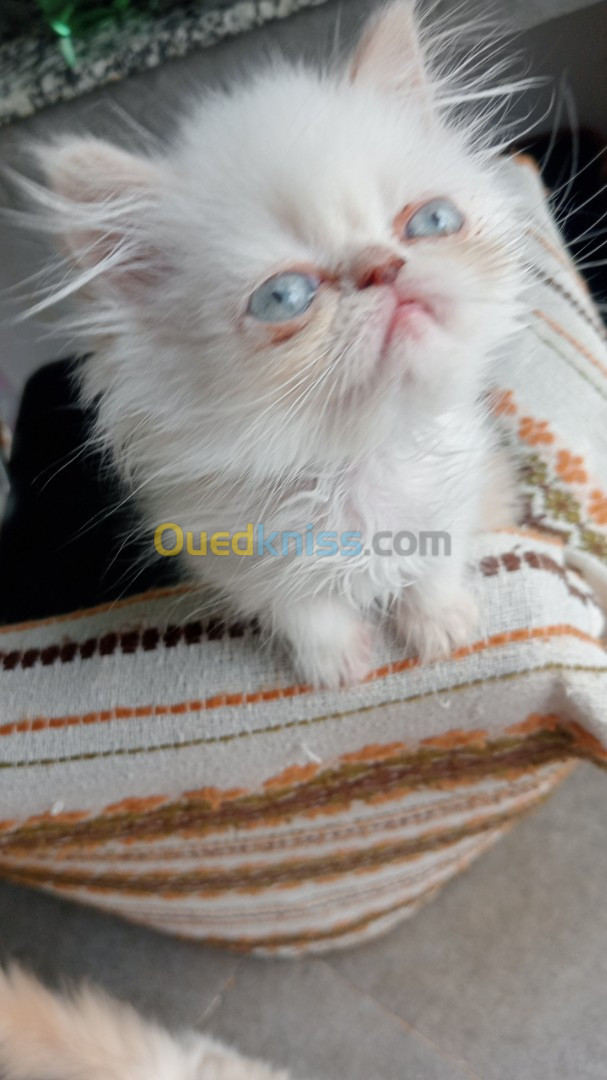 Chat persan himalayens red point 