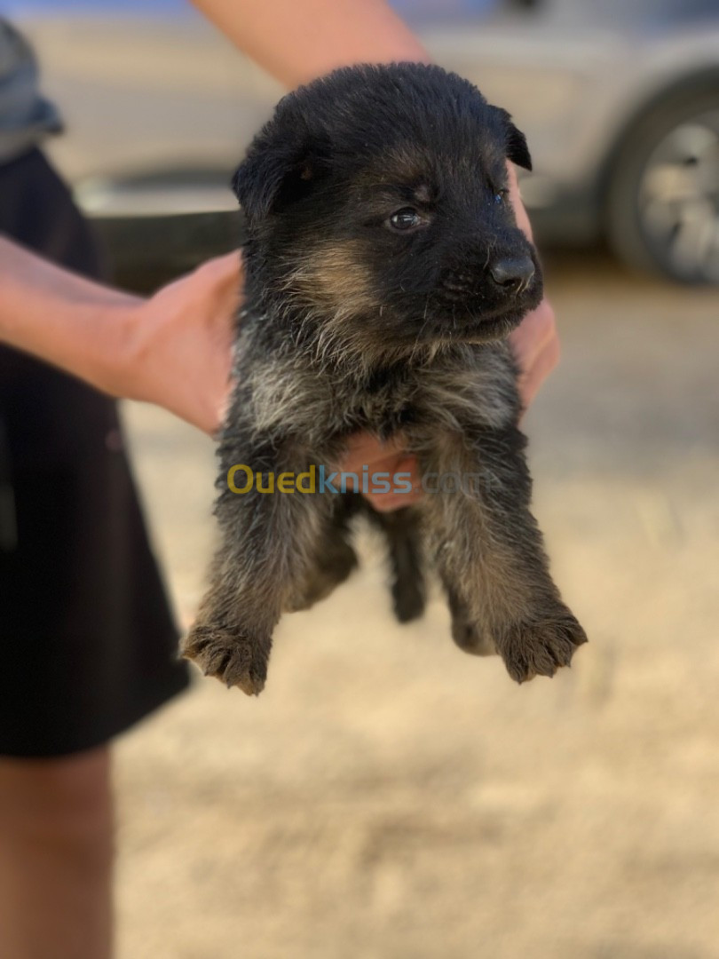 Chiots berger allemand 