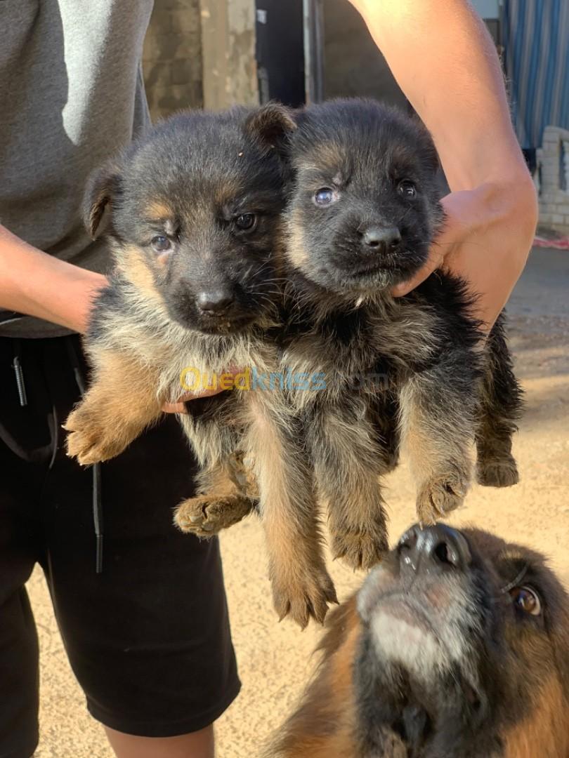 Chiots berger allemand 