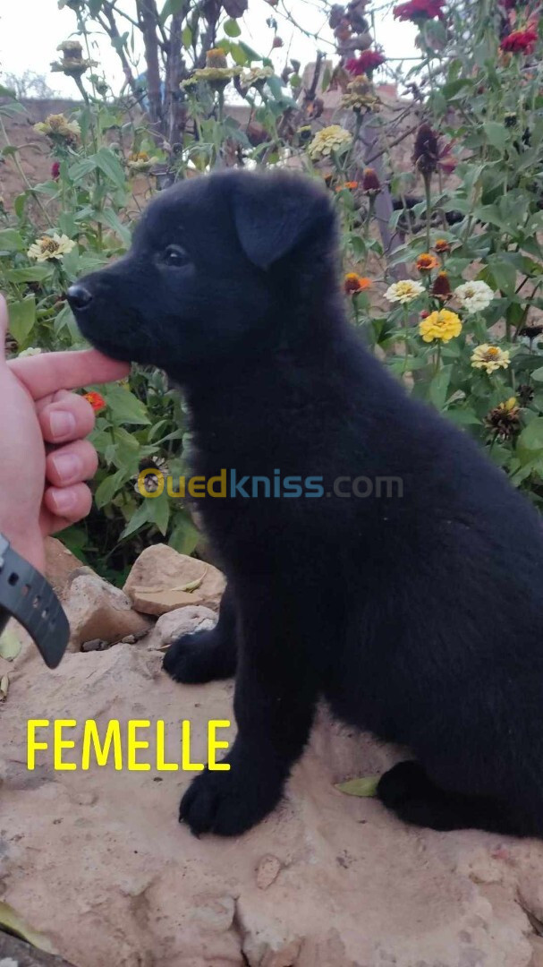 Chiot femelle berger allemand noir 