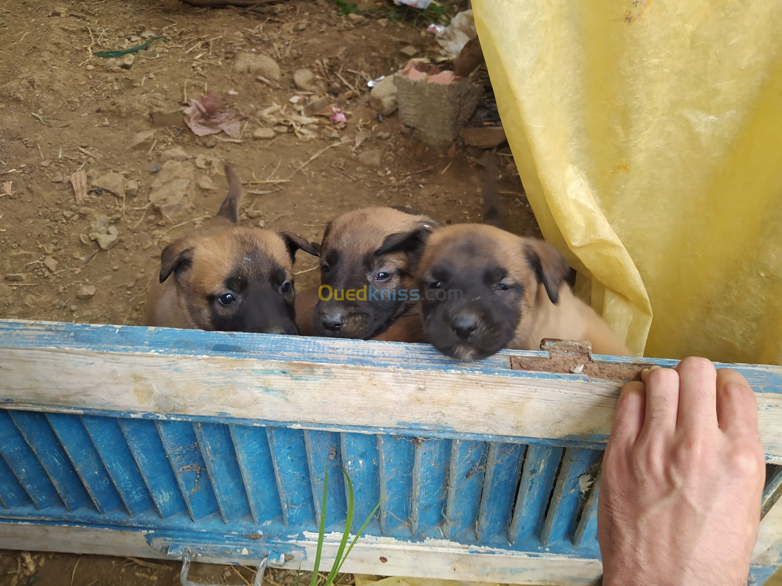 Chiots malinois 