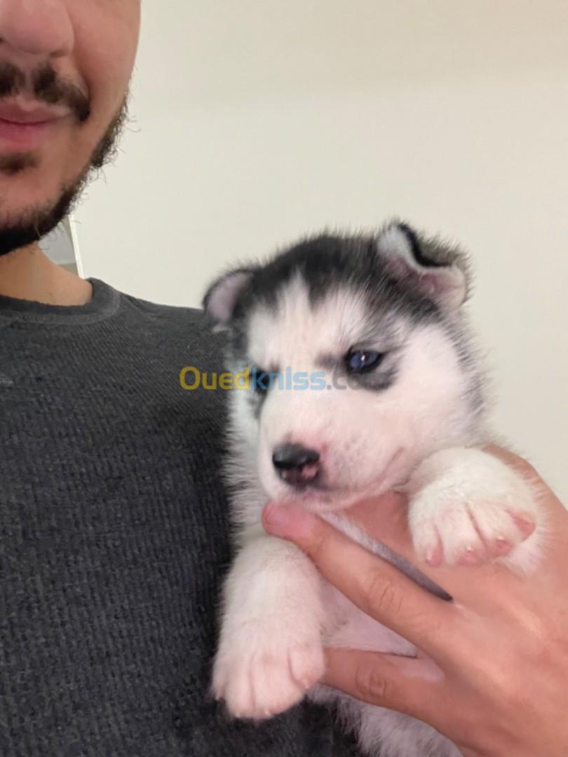 Chiot husky sibérien 