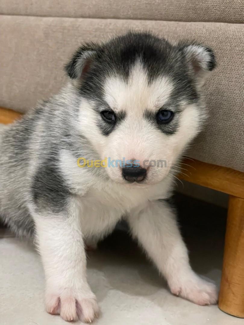 Chiot husky sibérien 