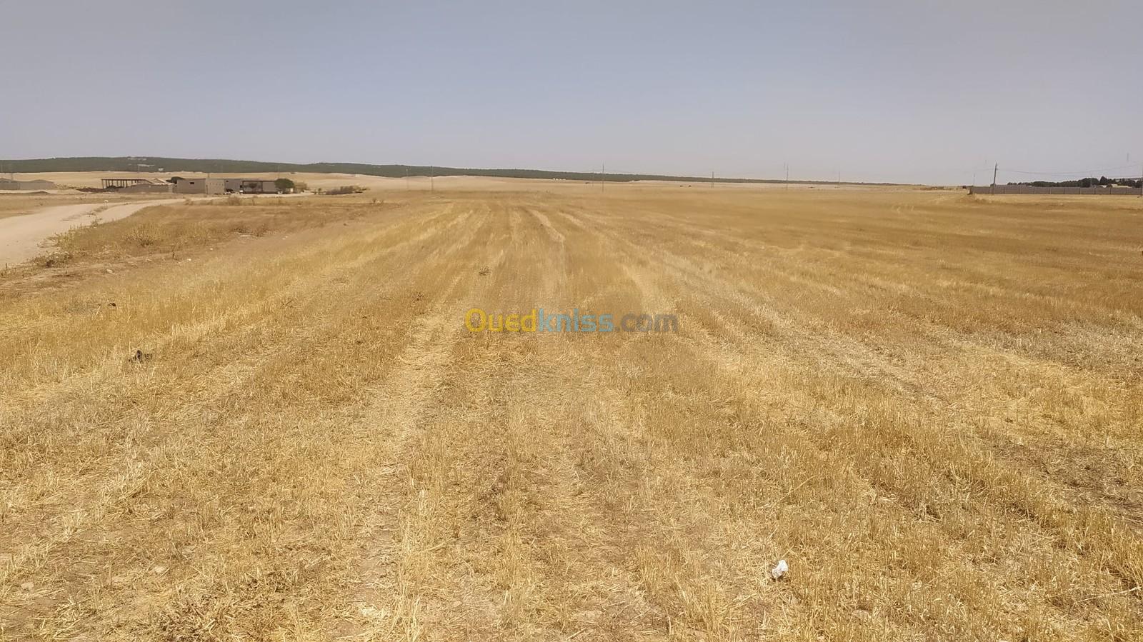 Vente Terrain Agricole Sétif Taya