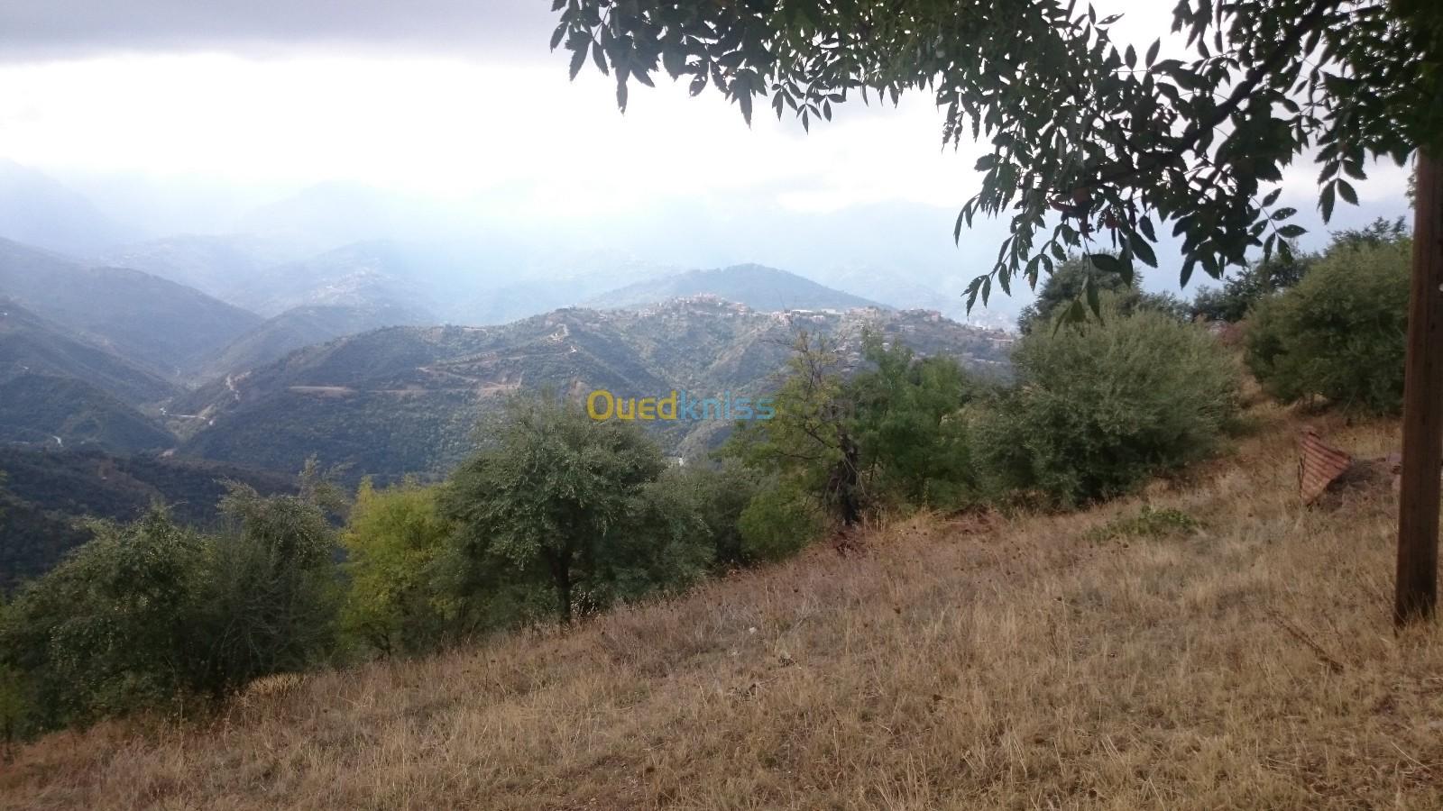 Vente Terrain Tizi Ouzou Ain el hammam