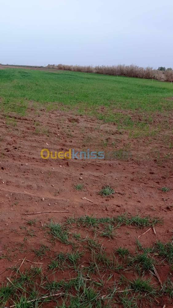 Vente Terrain Agricole Tiaret Rechaiga