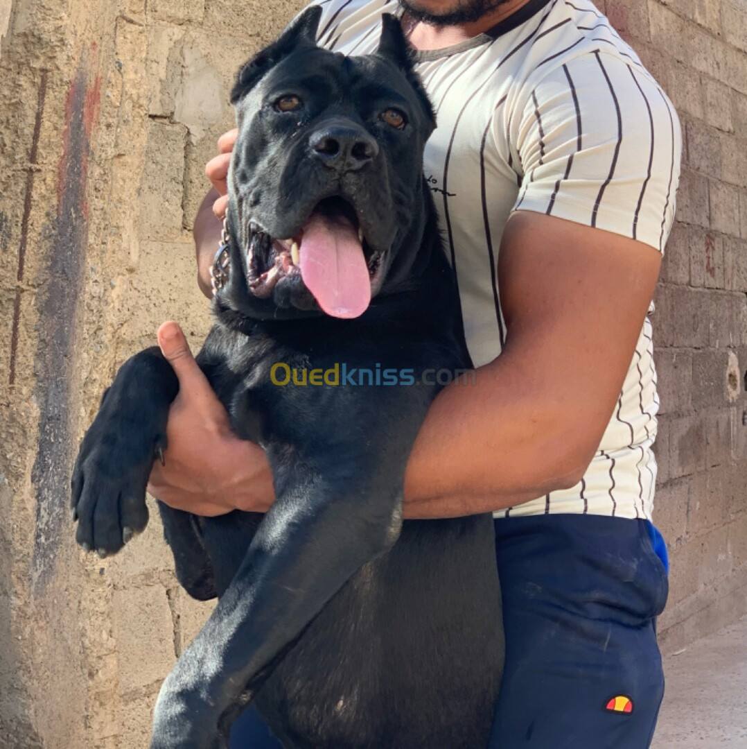 Cane corso maL top qualité