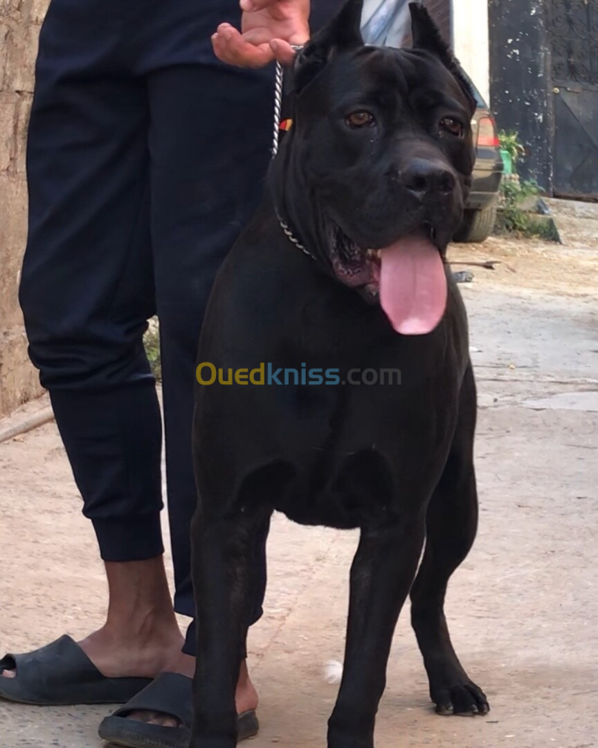 Cane corso maL top qualité