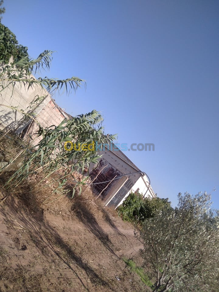 Vente Terrain Agricole Mostaganem El hassiane