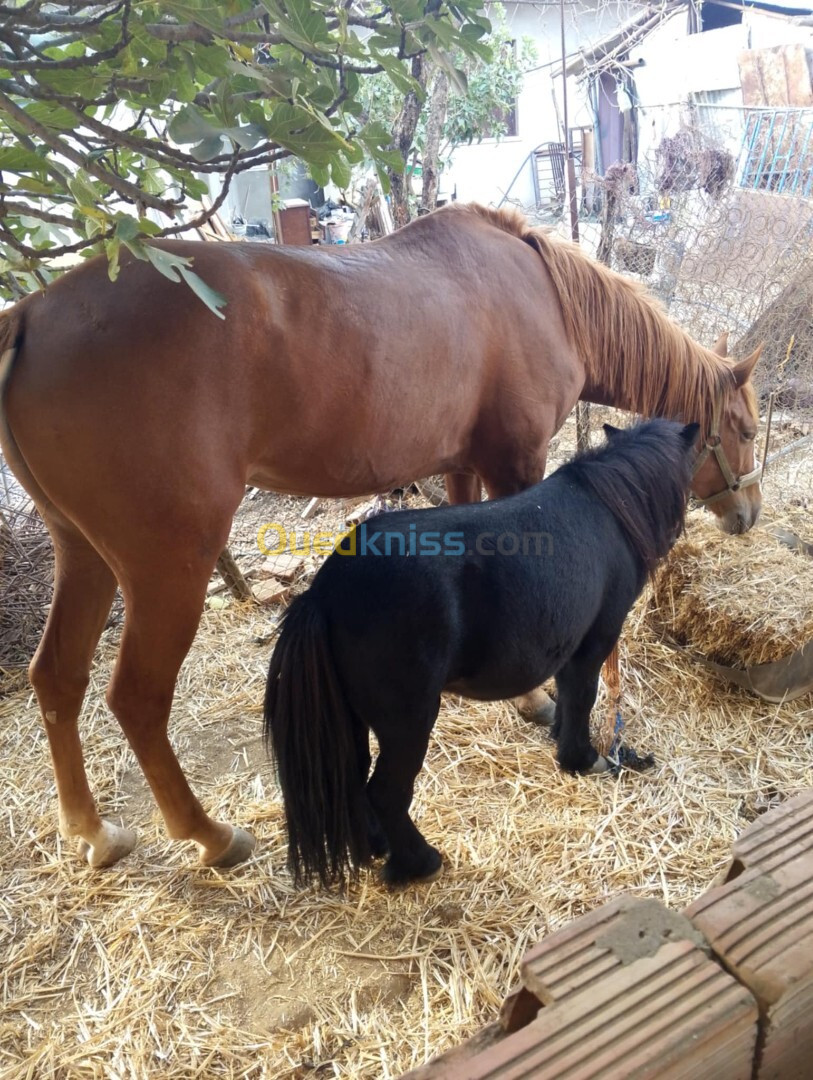 Cheval poney حصان البوني او القزم 