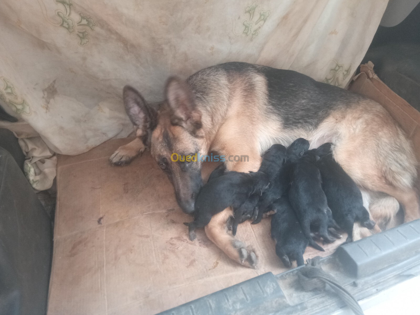 Chiots berger allemand 