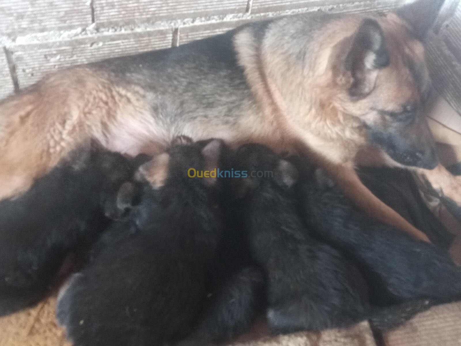 Chiots berger allemand 