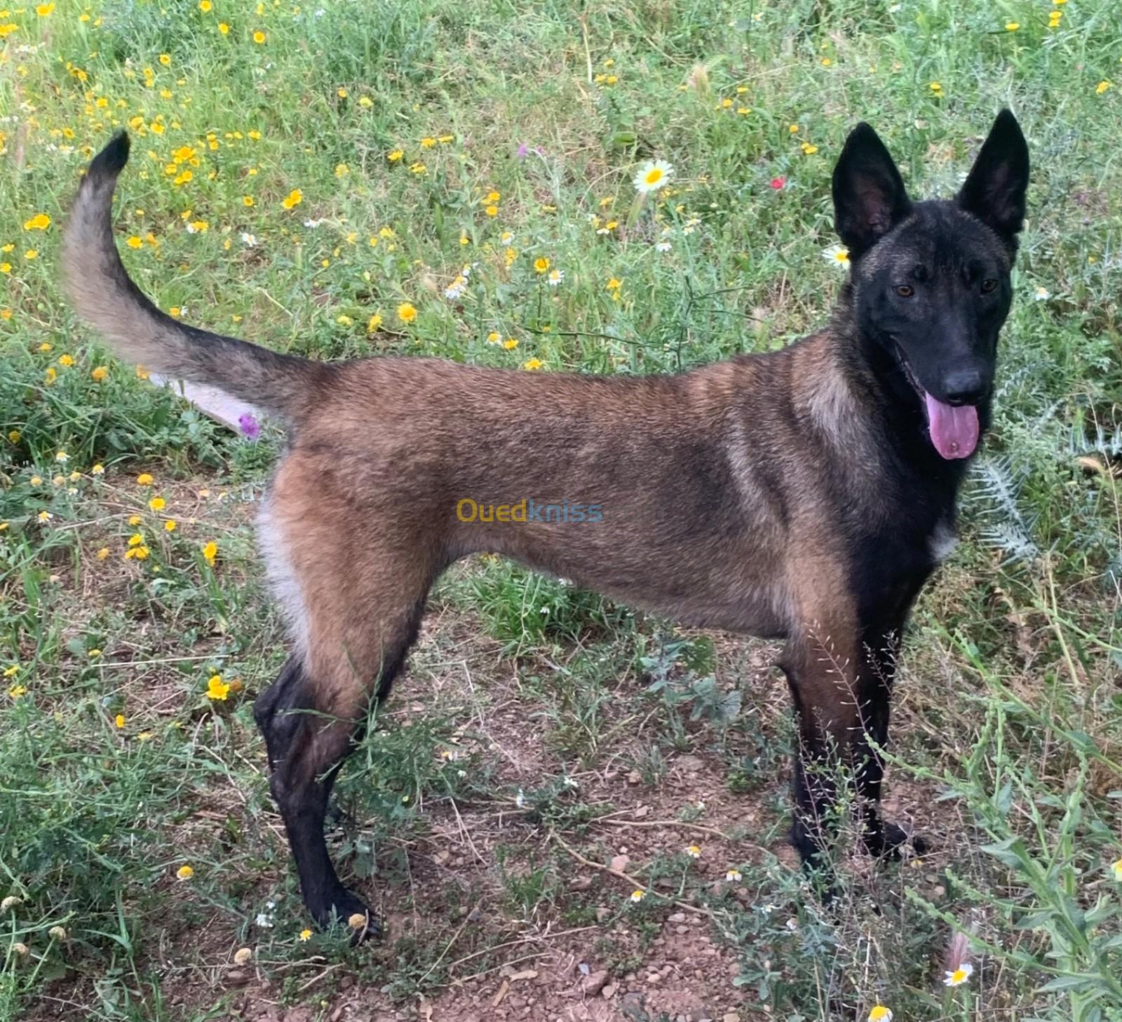 malinois femelle pure sang