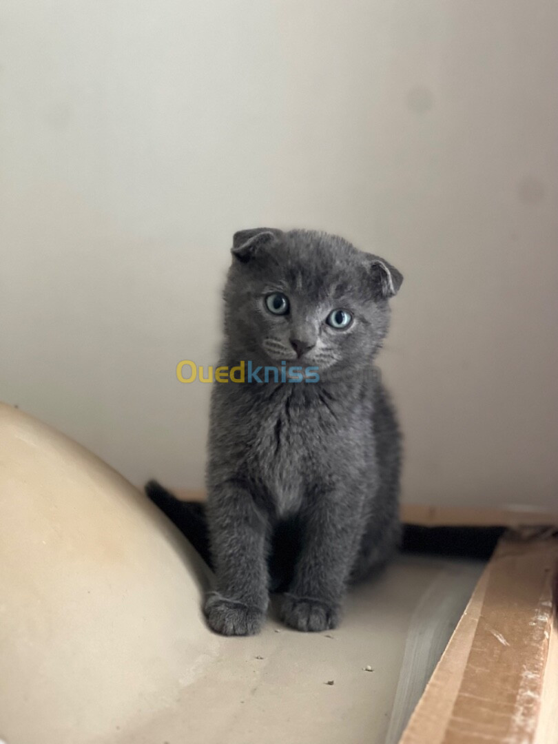 Chat scottish fold 